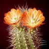 echinocereus_coccineus